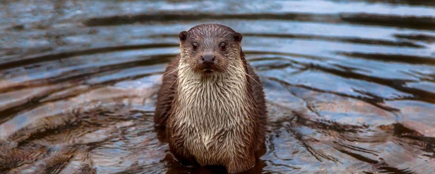 otter