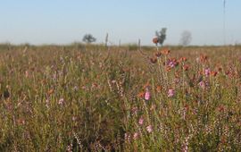 Dwingelderveld