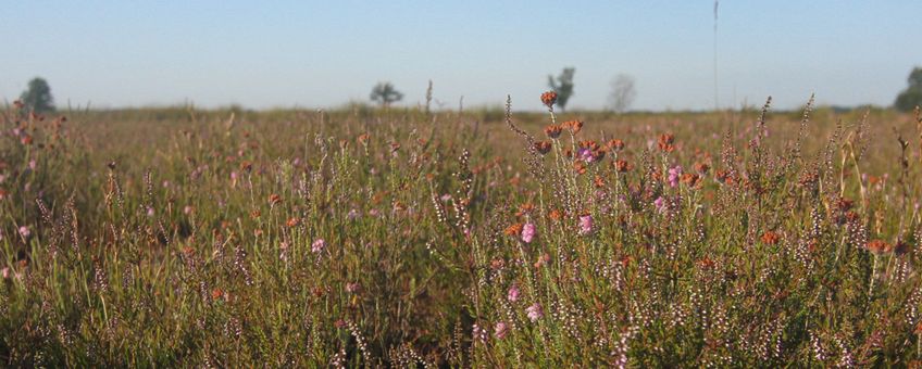 Dwingelderveld