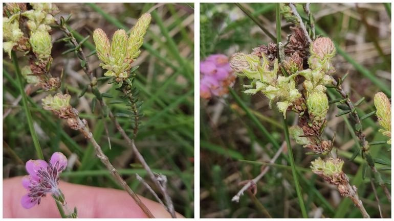 De door Wachtliella ericina vergroeide dopheide