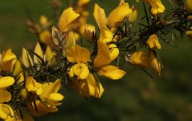 Ulex europaeus, Gaspeldoorn