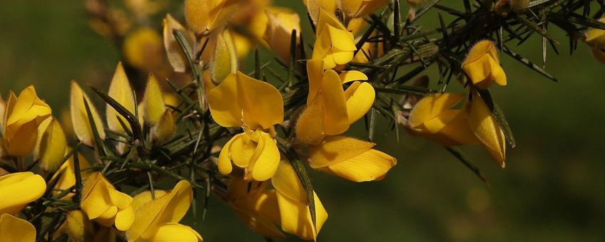 Ulex europaeus, Gaspeldoorn