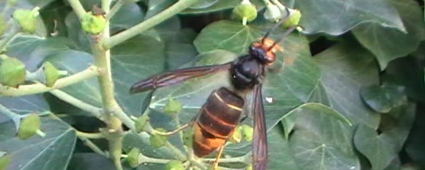 mannetje Aziatische hoornaar in België