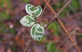 Mijnen van Chromatomyia aprilina