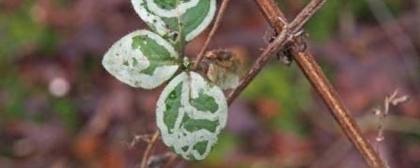 Mijnen van Chromatomyia aprilina