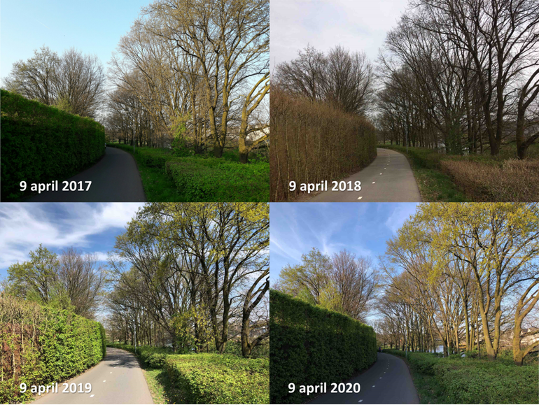 Zomereiken in Ede rond 9 april 2017, 2018, 2019 en 2020