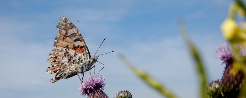 distelvlinder tegen lucht - primair