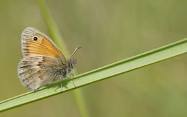 Twan Teunissen, ARK Natuurontwikkeling VOOR EENMALIG GEBRUIK Hooibeestje