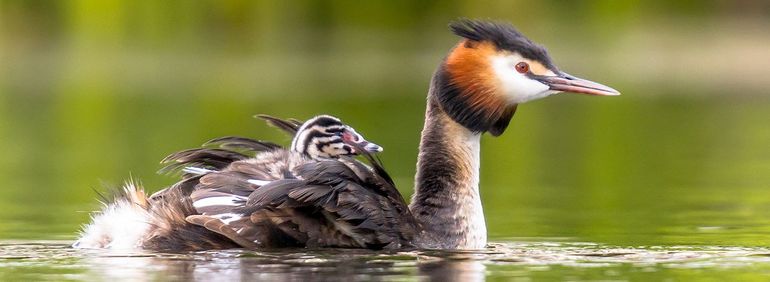 Meeliften: een sterk staaltje van ouderliefde dat u kunt zien bij futen of knobbelzwanen