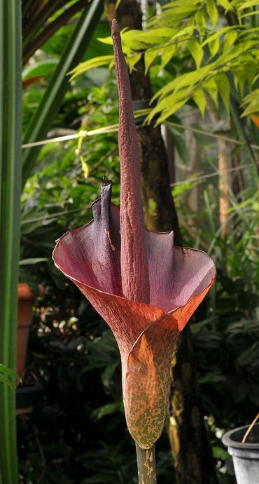 Bloeiwijze van Amorphophallus konjac