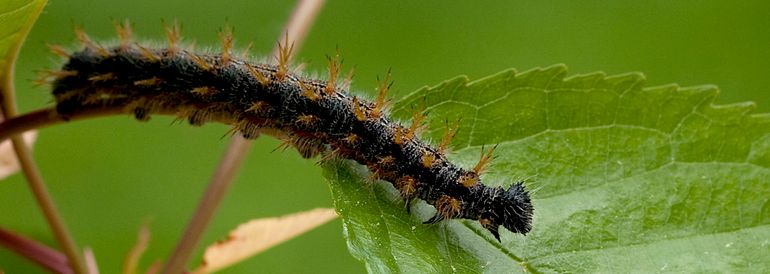 Rupsen van de grote vos kunnen op diverse loofbomen worden gevonden, waaronder wilg en kers, maar vooral iep is gewild