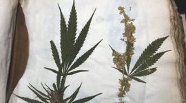 Gedroogd mannelijk en vrouwelijk exemplaar van Cannabis sativa in Sloane Herbarium