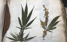 Gedroogd mannelijk en vrouwelijk exemplaar van Cannabis sativa in Sloane Herbarium