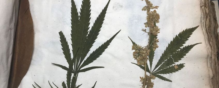 Gedroogd mannelijk en vrouwelijk exemplaar van Cannabis sativa in Sloane Herbarium