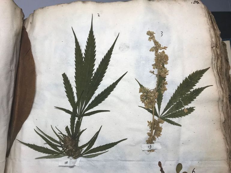 Gedroogd mannelijk en vrouwelijk exemplaar van Cannabis sativa in het Sloane Herbarium