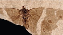 Fossiele vlinder - primair