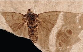 Fossiele vlinder - primair