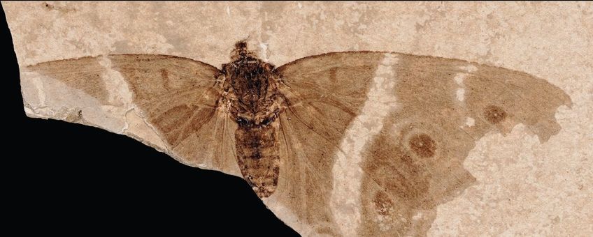 Fossiele vlinder - primair