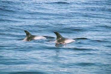 White-beaked dolphins