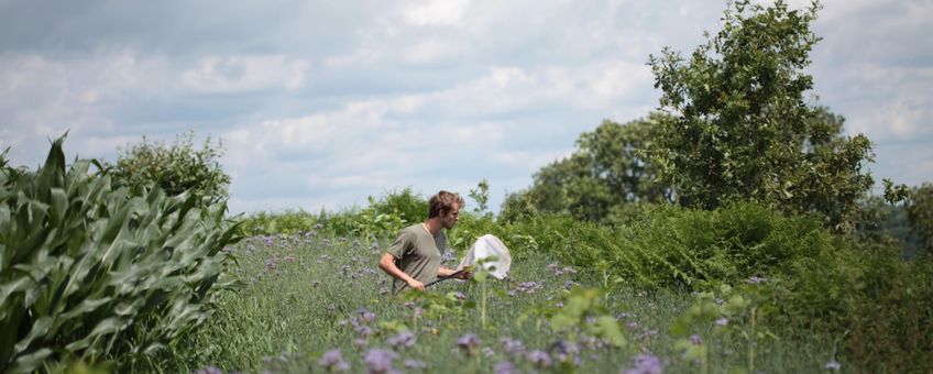 Herken de wilde natuur met de natuur-app ObsIdentify.