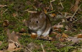 Wesley Overman Rosse woelmuis