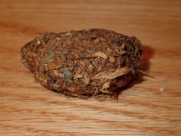 Een beverdrol is lekker vezelig