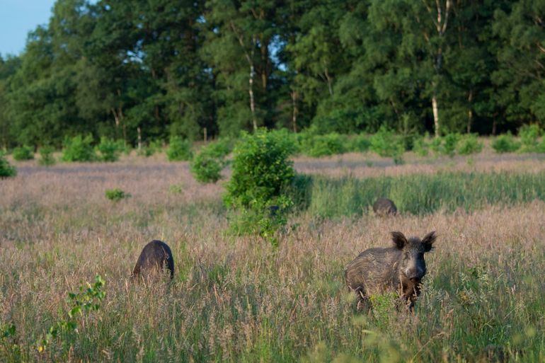 Wilde zwijnen