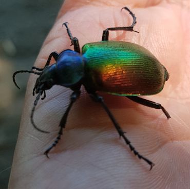 De grote poppenrover is in Nederland een zeer zeldzame verschijning. Dit exemplaar zat op een fietspad bij Amersfoort