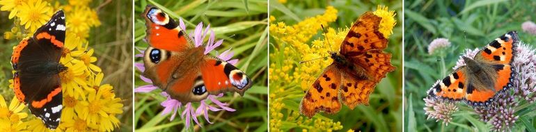 Vier brandnetelvlinders, v.l.n.r. atalanta, dagpauwoog, gehakkelde aurelia en kleine vos