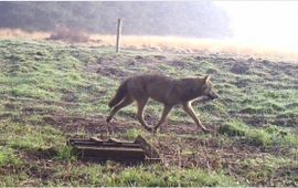 W. Riemer Wolf bij Nordhorn