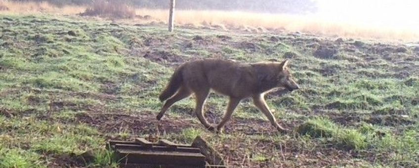 Wolf bij Nordhorn