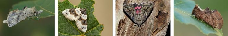 Enkele nachtvlinders die je ook in de stad kunt tegenkomen, van links naar rechts: snuitvlinder, blauwbandspanner, karmozijnrood weeskind en kroonvogeltje