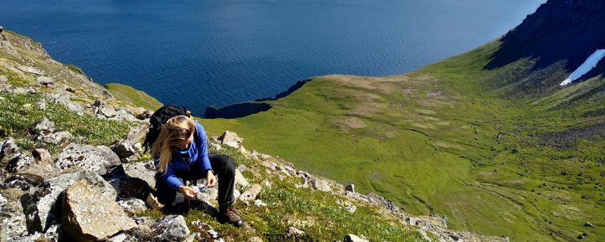 Master studente Birte Technau verzamelt uitwerpselen van poolvossen op het onbewoonde schiereiland Hornstrandir op IJsland  (exclusief eenmalig WUR)