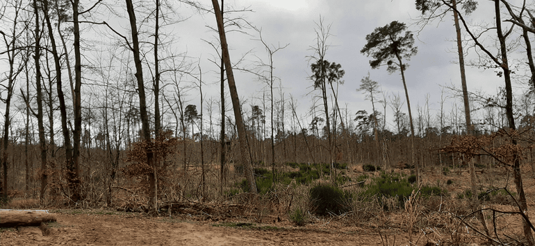 In de buurt van Karlsruhe in Duitsland vallen op droge en arme groeiplaatsen plaatselijk beuk, grove den en berk uit. Deze regio is duidelijk droger en ongeveer 2 graden warmer dan Nederland op dit moment is