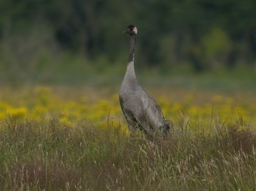 Kraanvogels zijn schuw. Als er jongen zijn, houdt er vrijwel altijd een ouder de wacht