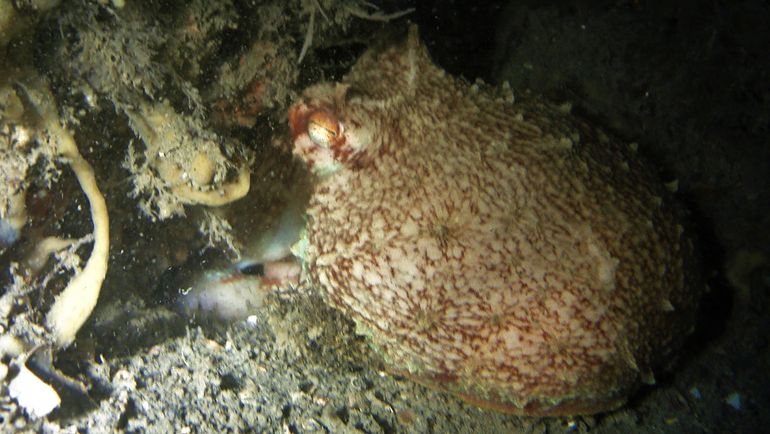 Nog niet eerder is er een Gewone achtarm in de Oosterschelde aangetroffen