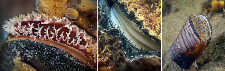 Drie consumptie-dieren. Links de mossel, midden de Japanse oester, rechts de Amerikaanse zwaardschede. Voor het kweken, opvissen en verzamelen bestaan strikte regels om schade aan het ecosysteem te voorkomen. De Amerikaanse zwaardschede (rechts) is een exoot van de Atlantische oostkust van Amerika waarvan larven via balastwater onze kust hebben bereikt. Dit had een aanzienlijke impact op onze inheemse fauna, net als ooit de door kwekers geïmporteerde Japanse oester