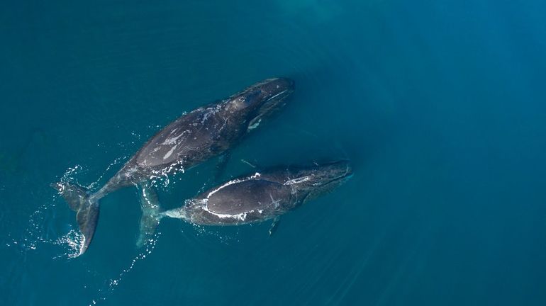 Groenlandse walvis