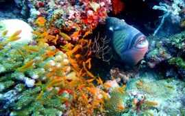Pixabay Triggerfish