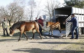 Denis Frissen, ARK Loslaten Exmoors op Loozerheide