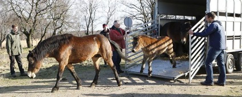 Loslaten Exmoors op Loozerheide