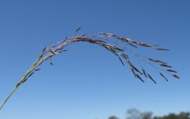Macleay Grass Man, Wikimedia Commons. CCA 2.0 Generic-licentie Straatliefdegras of Stijf straatliefdegras. Eragrostis pilosa, synoniem: Eragrostis multicaulis