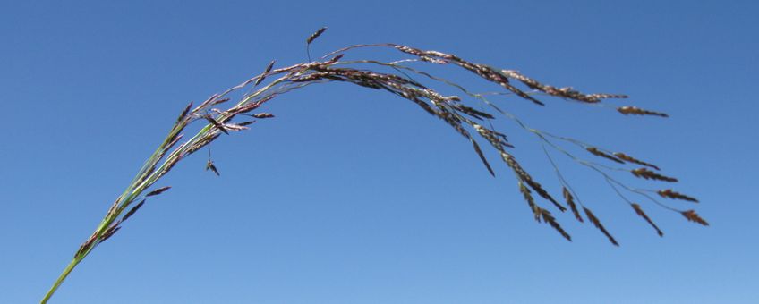 Straatliefdegras of Stijf straatliefdegras. Eragrostis pilosa, synoniem: Eragrostis multicaulis