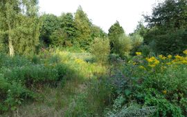 Wutsje, Wikimedia Commons, CC BY-SA 4.0 Bloementuin in het Stadspark in de stad Groningen