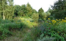 Bloementuin in het Stadspark in de stad Groningen