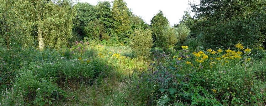 Bloementuin in het Stadspark in de stad Groningen