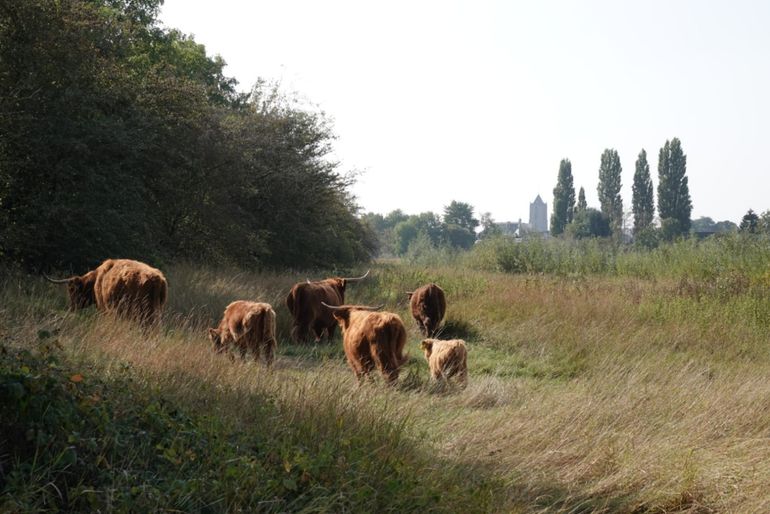 Grazers in de Kleine Willemswaard