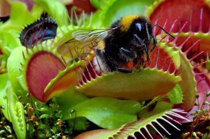 Hommel met pech in de Leidse Hortus