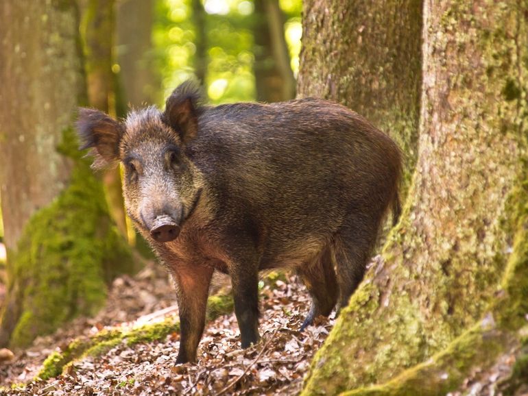 De kans om een wild zwijn tegen te komen is een stuk groter nu de paartijd is begonnen