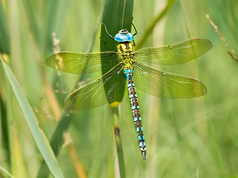 Groene glazenmaker